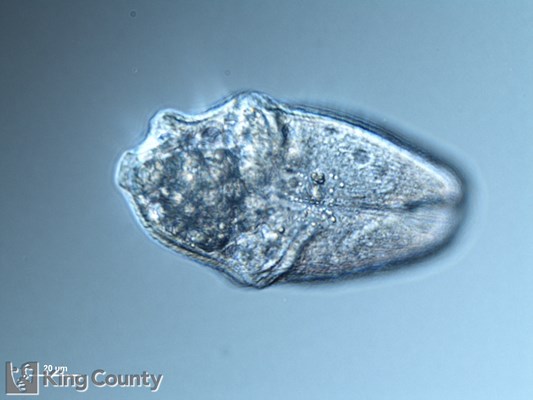 Photo of Gymnodinium rubrum